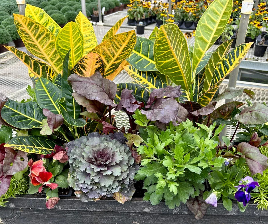 Do It Yourself (DIY) Planter Subscription Kit