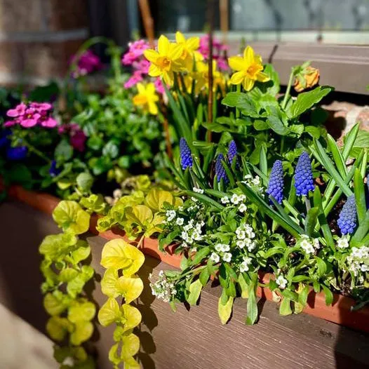 Do It Yourself (DIY) Planter Subscription Kit